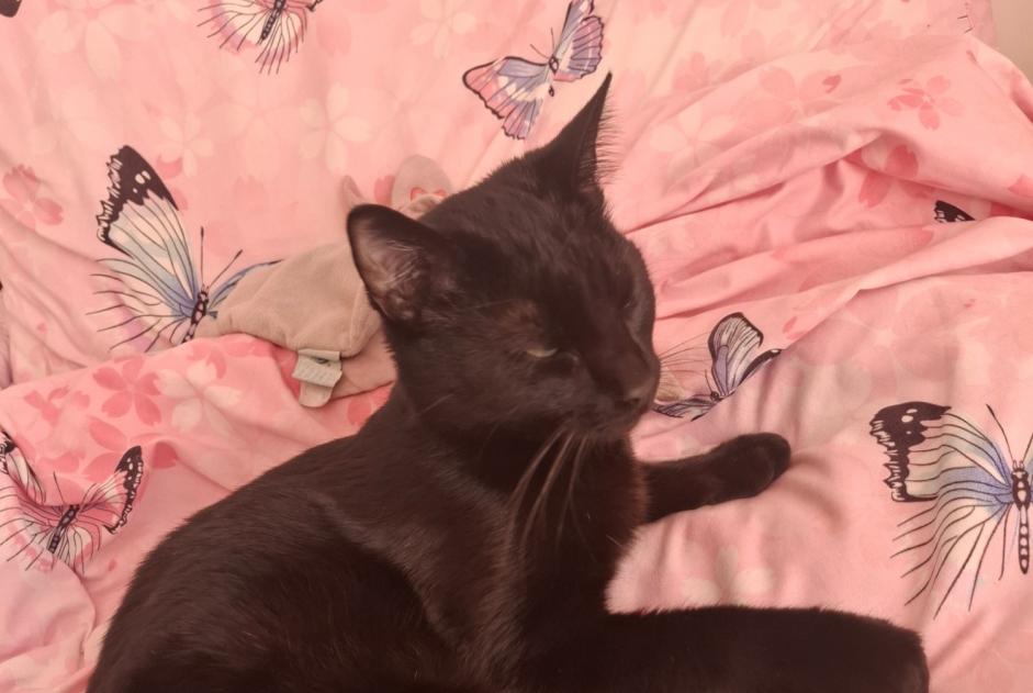Vermisstmeldung Katze Männliche , 1 jahre La Colle-sur-Loup Frankreich Vermisstmeldung Katze Männliche , 1 jahre La Colle-sur-Loup Frankreich