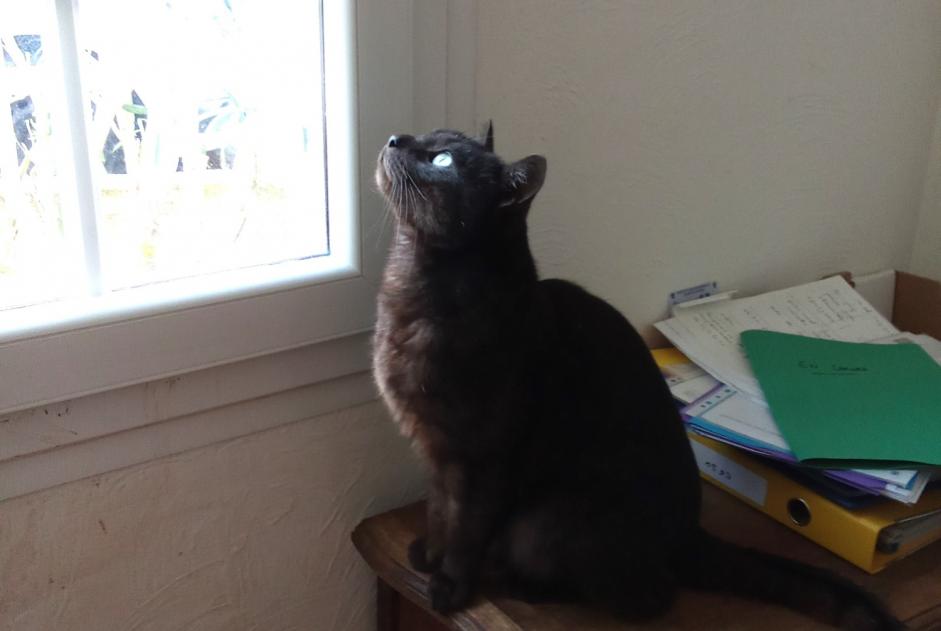 Disappearance alert Cat Male , 3 years Tourrettes-sur-Loup France Disappearance alert Cat Male , 3 years Tourrettes-sur-Loup France