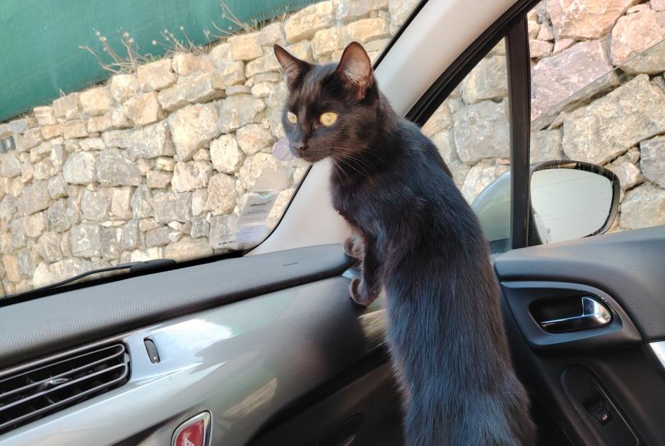 Disappearance alert Cat Male , 1 years Vallauris France Disappearance alert Cat Male , 1 years Vallauris France