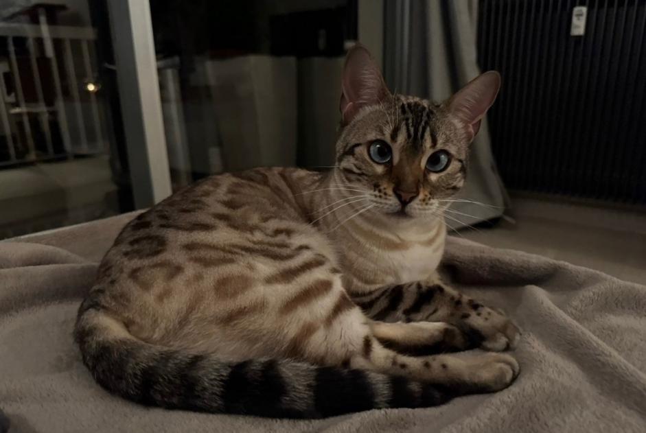 Disappearance alert Cat  Female , 4 years Cannes France