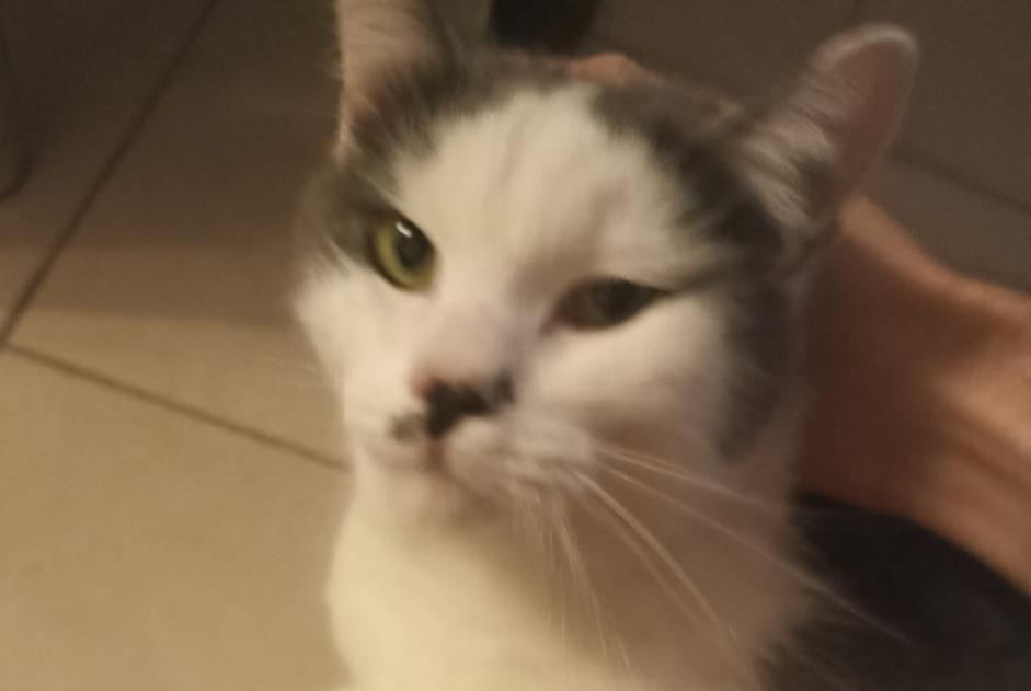 Discovery alert Cat Male Mouans-Sartoux France