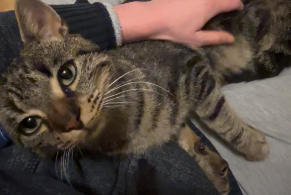 Discovery alert Cat Male , 1 year Mouans-Sartoux France