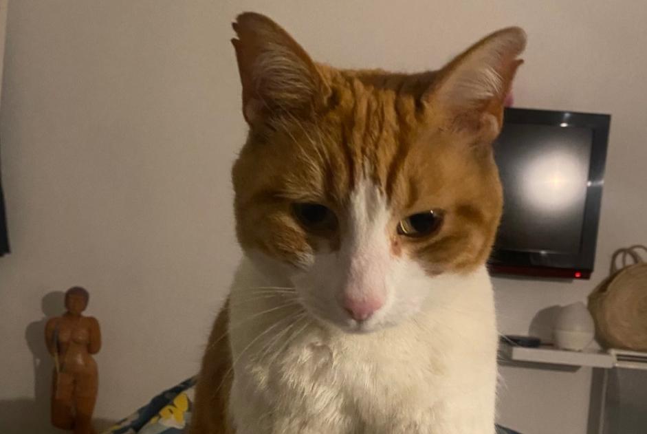 Alerta de Desaparición Gato Macho , 12 años La Roquette-sur-Siagne Francia Alerta de Desaparición Gato Macho , 12 años La Roquette-sur-Siagne Francia