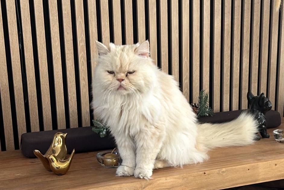 Alerte Disparition Chat  Mâle , 16 ans Cagnes-sur-Mer France