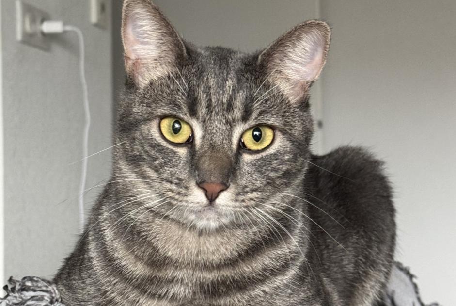 Alerte Disparition Chat Femelle , 2 ans Nice France Alerte Disparition Chat Femelle , 2 ans Nice France