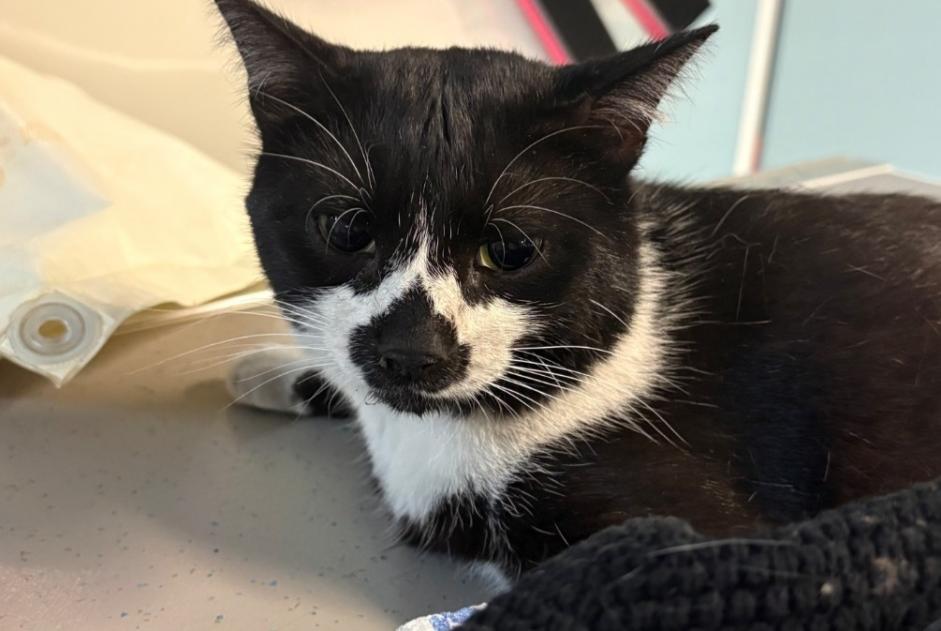 Alerte Découverte Chat Mâle Vence France