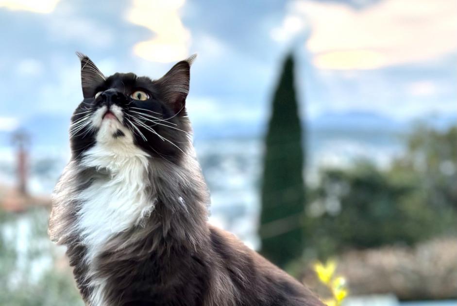Avviso scomparsa Gatto Maschio , 3 anni Le Cannet Francia Avviso scomparsa Gatto Maschio , 3 anni Le Cannet Francia