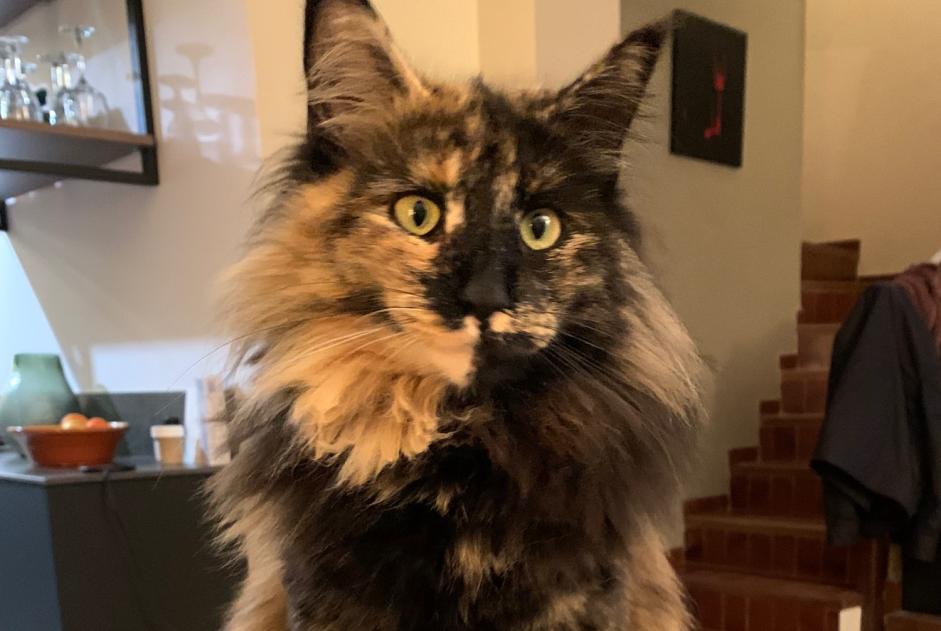 Avviso scomparsa Gatto Femmina , 5 anni La Colle-sur-Loup Francia Avviso scomparsa Gatto Femmina , 5 anni La Colle-sur-Loup Francia