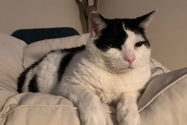 Avviso scomparsa Gatto incrocio di razze Maschio , 6 anni Grasse Francia Avviso scomparsa Gatto incrocio di razze Maschio , 6 anni Grasse Francia