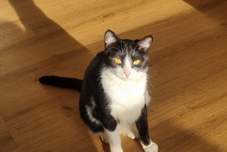 Alerta desaparecimento Gato Fêmea , 1 anos Mougins France Alerta desaparecimento Gato Fêmea , 1 anos Mougins France