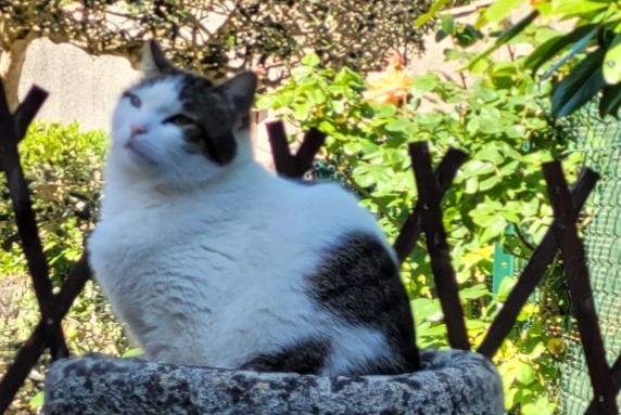 Alerta desaparecimento Gato cruzamento  Fêmea , 5 anos Mouans-Sartoux France